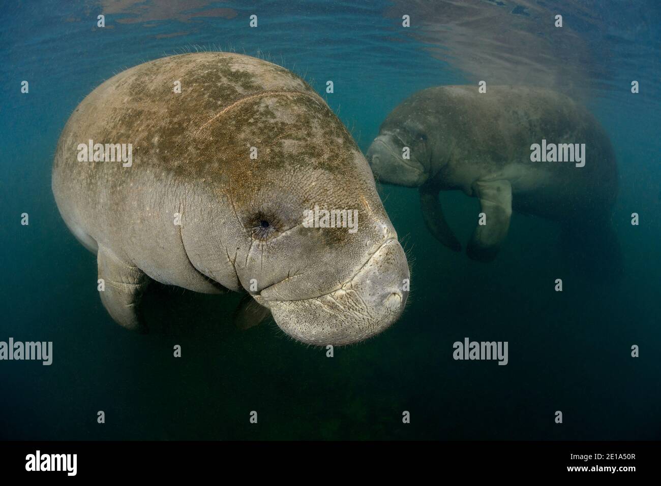 Trichechus manatus latirostris, West Indian Manatees, Homosassa Springs, Wildlife state Park, Citrus County, Florida, USA Foto Stock