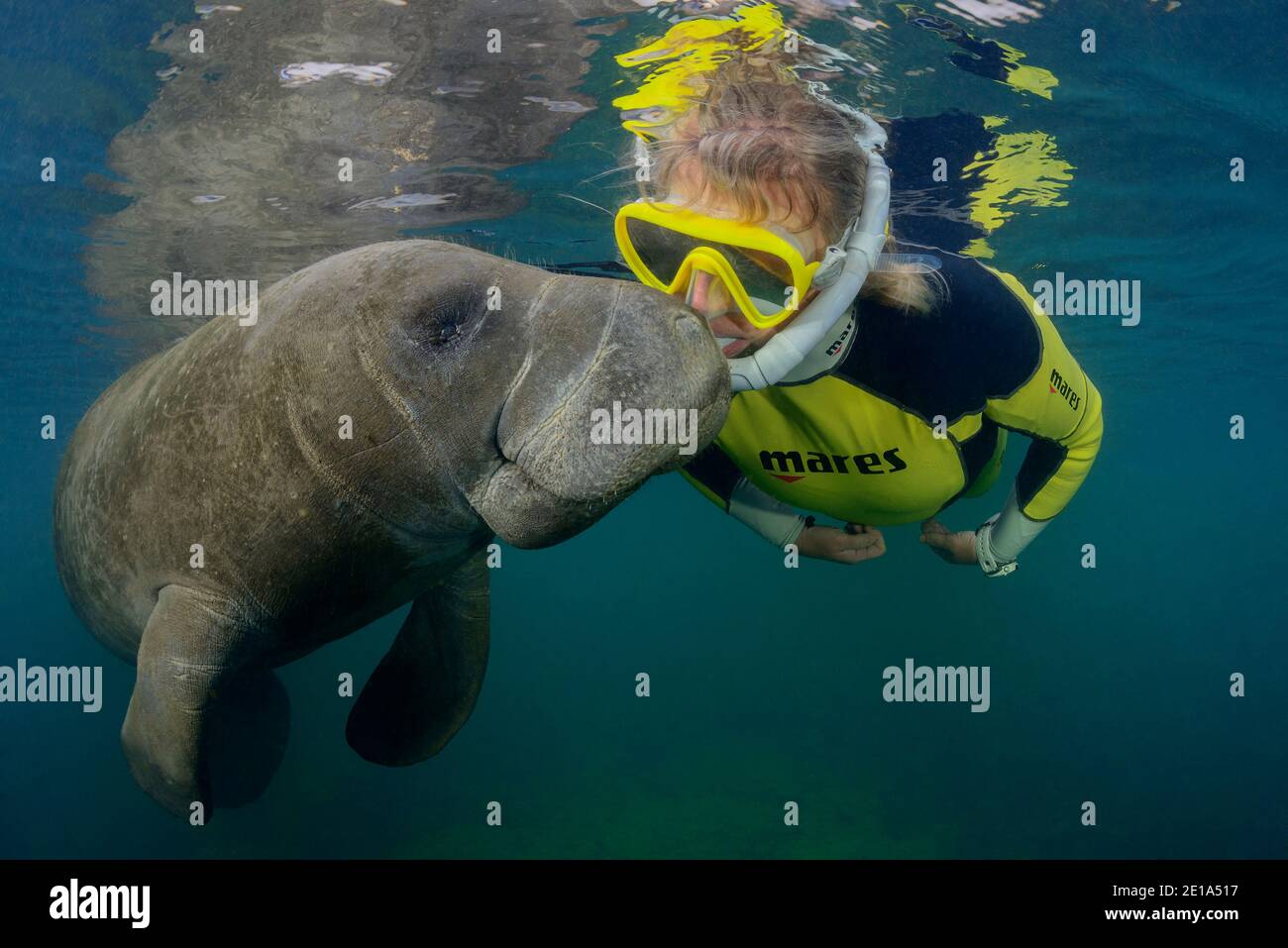 Trichechus manatus latirostris, gioco di lamantini dell'India occidentale con snorkeler, Homosassa Springs, Wildlife state Park, Citrus County, Florida, USA Foto Stock