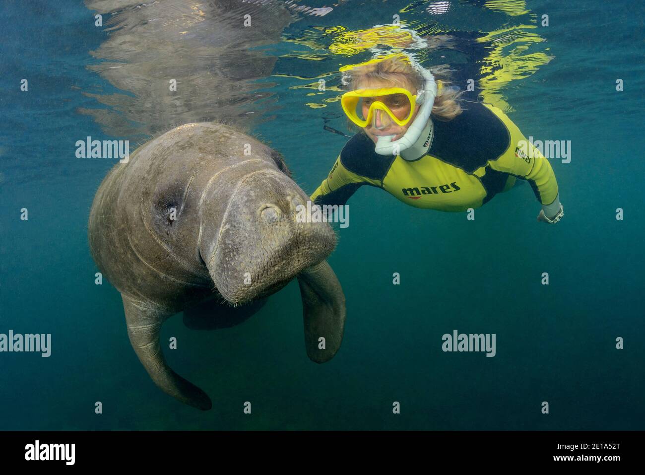 Trichechus manatus latirostris, gioco di lamantini dell'India occidentale con snorkeler, Homosassa Springs, Wildlife state Park, Citrus County, Florida, USA Foto Stock