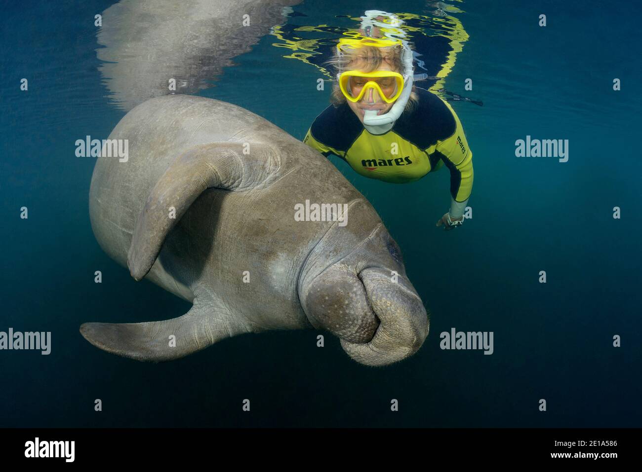 Trichechus manatus latirostris, manatee e snorkeler delle Indie Occidentali, Homosassa Springs, Wildlife state Park, Citrus County, Florida, Stati Uniti Foto Stock