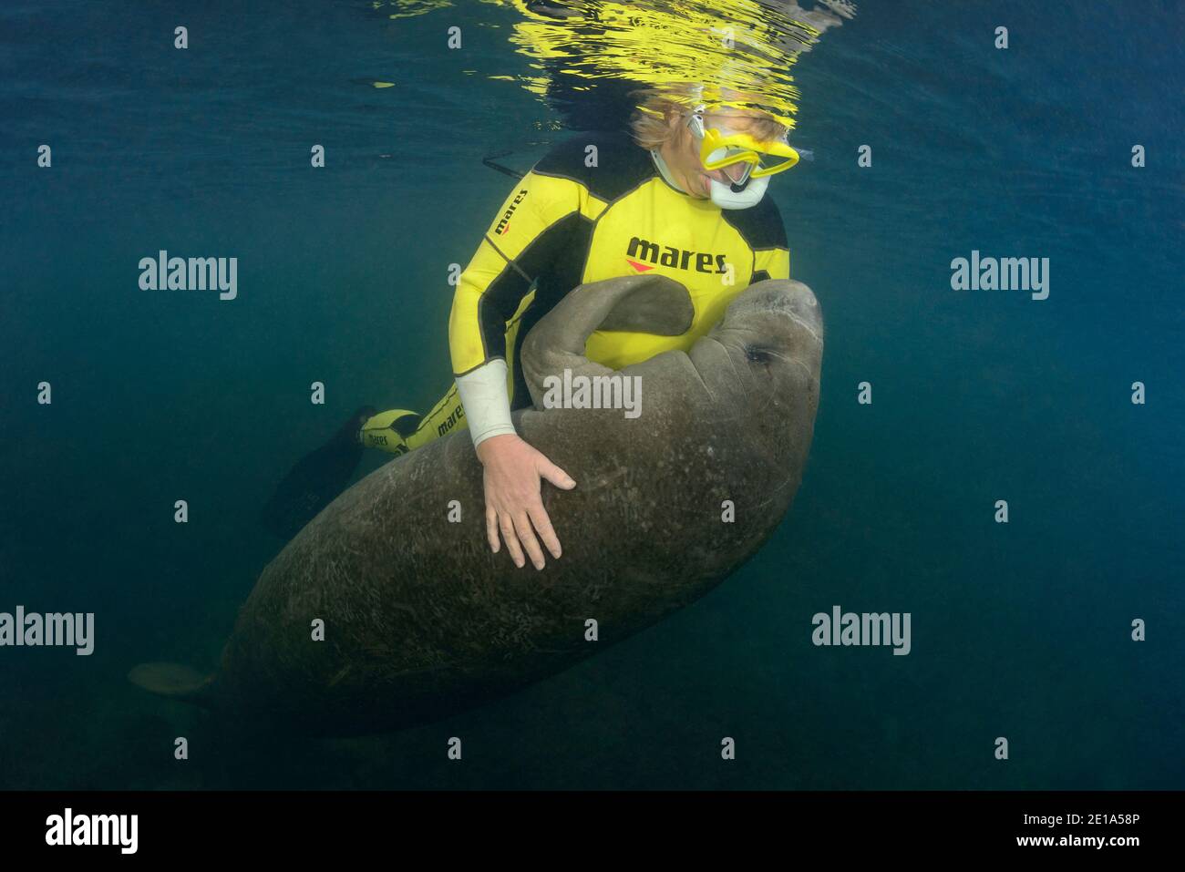 Trichechus manatus latirostris, gioco di lamantini dell'India occidentale con snorkeler, Homosassa Springs, Wildlife state Park, Citrus County, Florida, USA Foto Stock