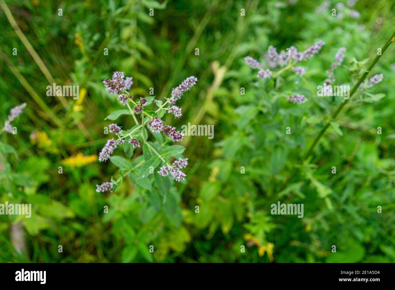 Menta selvatica o mentha che cresce in natura in estate Foto stock - Alamy