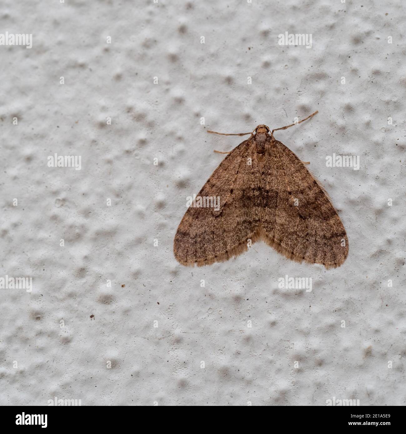 Operophtera brumata, Winter Moth su muro. Devon, Inghilterra. Foto Stock