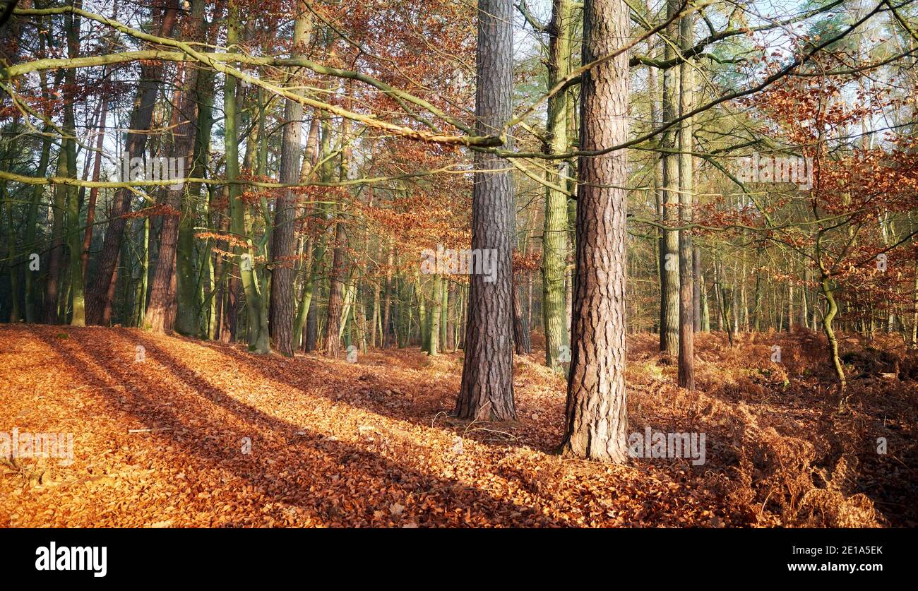 Autunno foresta con foglie secche in una giornata di sole. Foto Stock