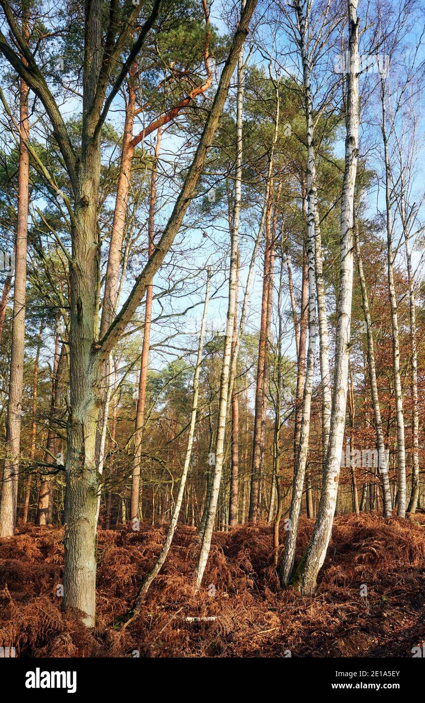 Autunno foresta con felce secca in una giornata di sole. Foto Stock