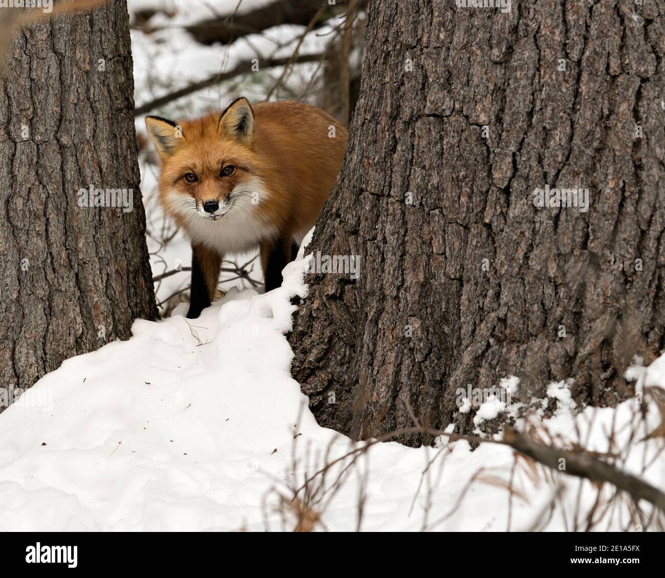 Vista del profilo in primo piano della volpe rossa nella stagione invernale nel suo habitat con lo sfondo della neve che mostra la pelliccia di volpe. Immagine FOX. Immagine. Verticale. Foto Stock