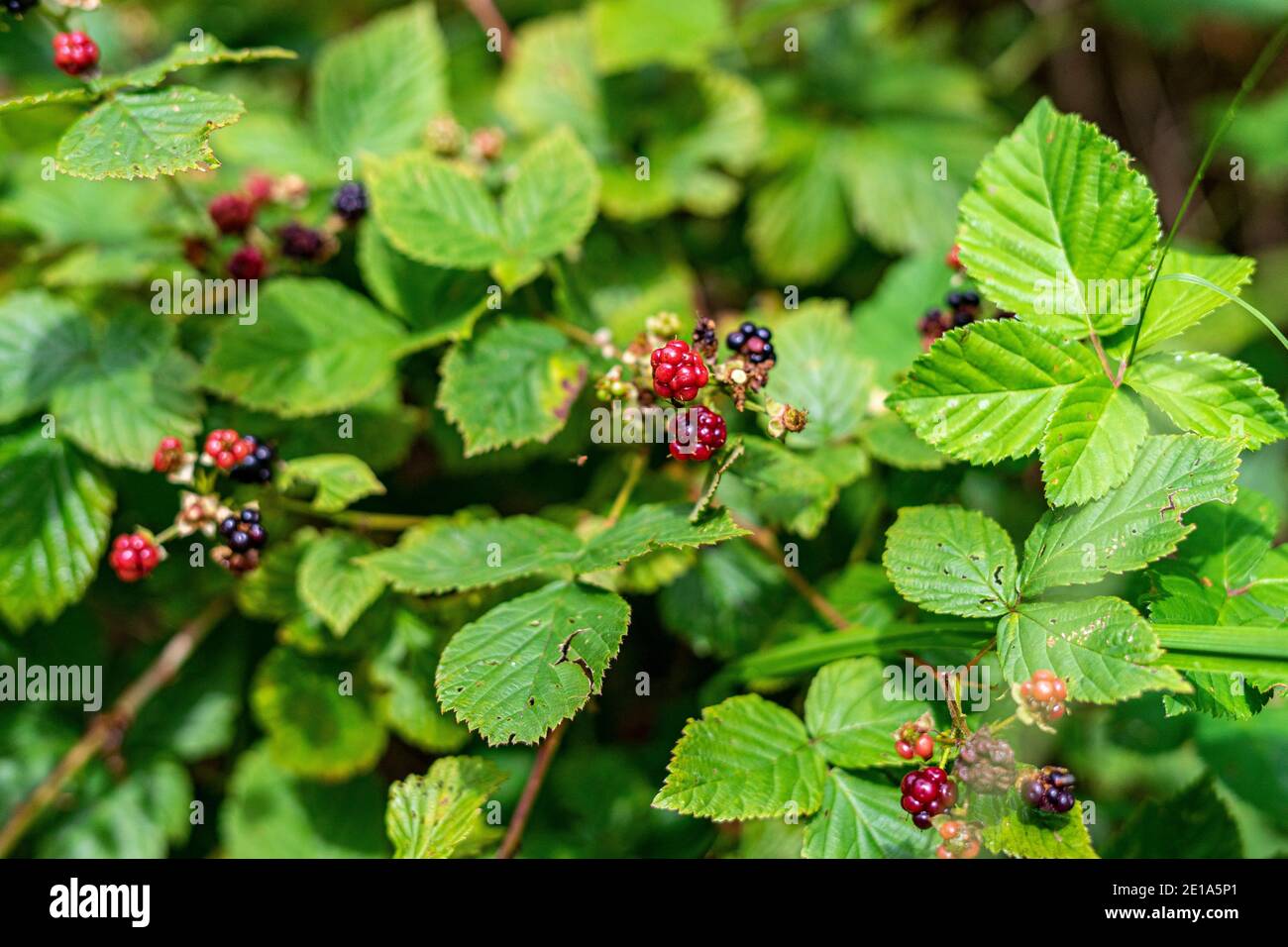 Bacche nere che crescono nella foresta Foto Stock
