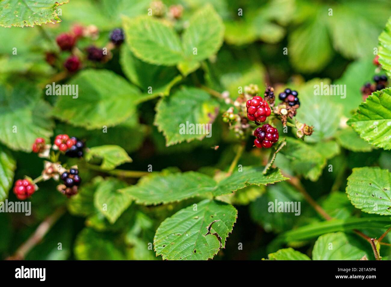 Bacche nere che crescono nella foresta Foto Stock