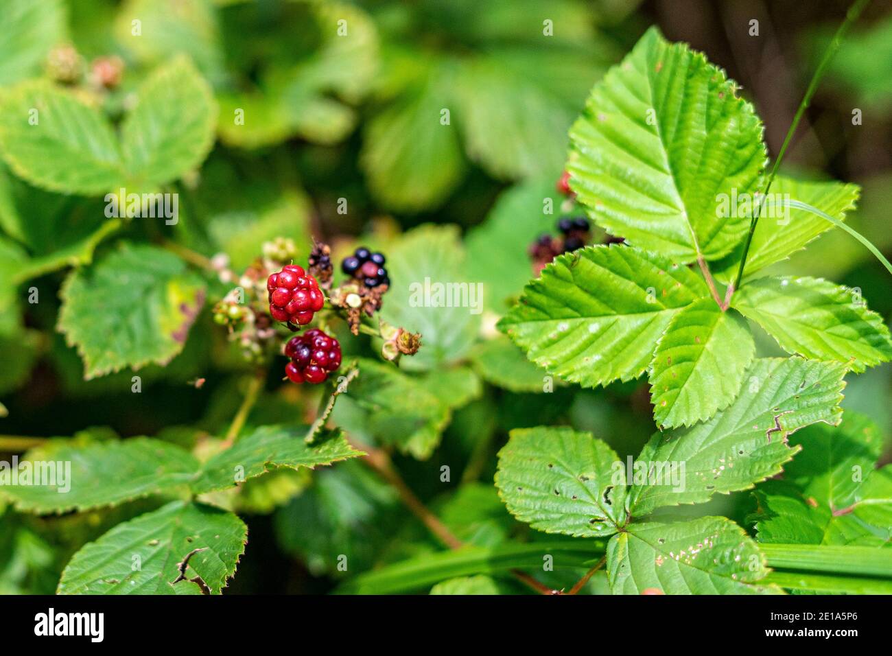 Bacche nere che crescono nella foresta Foto Stock