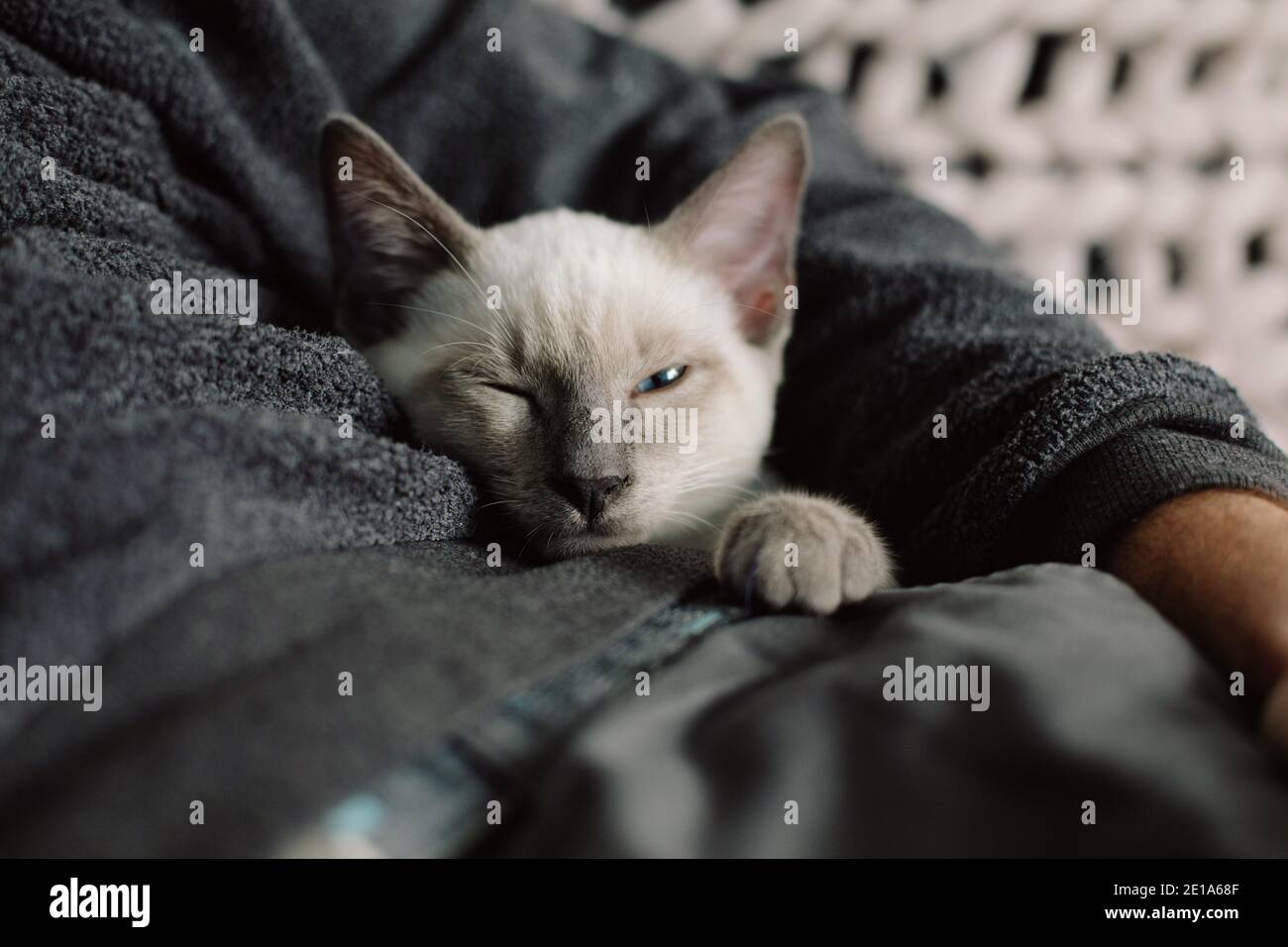 Un giovane gattino siamese di Lilac Point si snugged in su sotto il braccio del suo proprietario Foto Stock