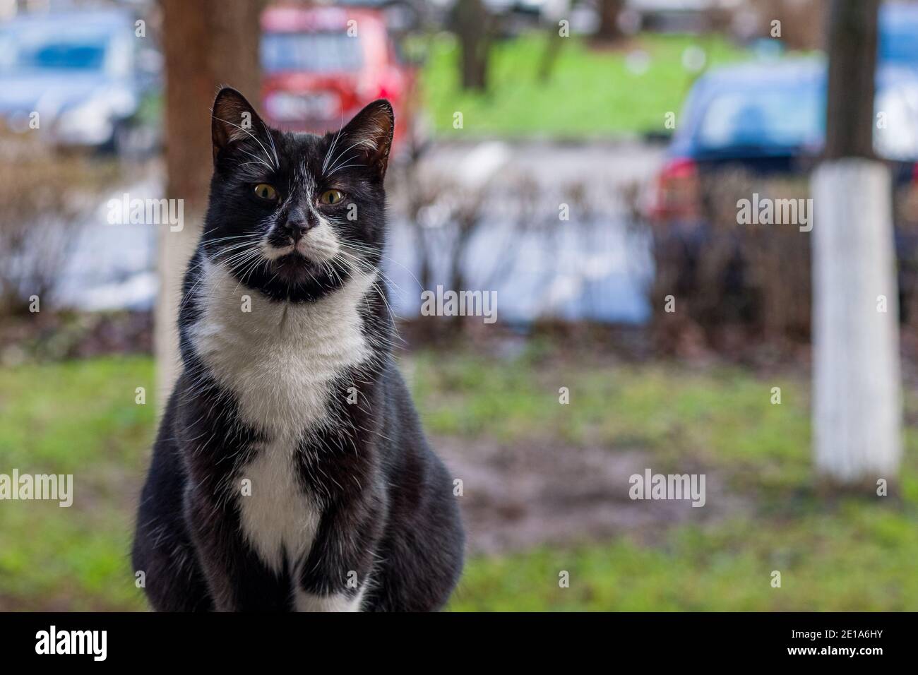 Selvaggio, bianco e nero candido giovane gatto maschile ritratto sul mio balcone. Foto Stock