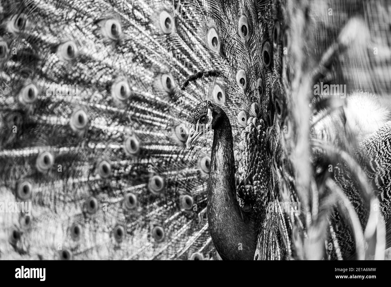 Uccello pavone maschio, pavo cristatus, squarking con coda piena visualizzazione piume Foto Stock