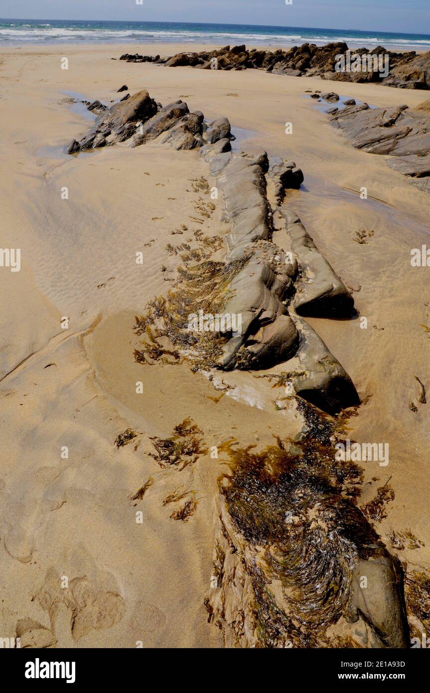 L'inclinazione degli strati di roccia si presenta nelle rocce Sulla spiaggia vicino alla baia della Chiesa sulla penisola di Lizard In Cornwall.UK Foto Stock