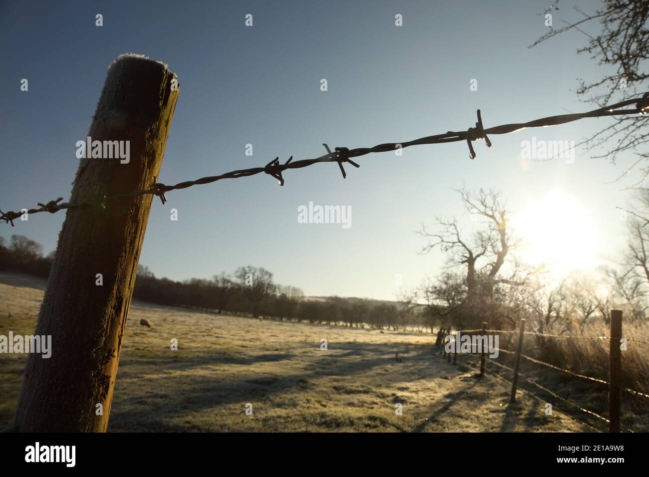 Filo spinato su terreni agricoli a nord di Kirton-in-Lindsey, Lincolnshire, Regno Unito, in una gelida mattina d'inverno. Foto Stock