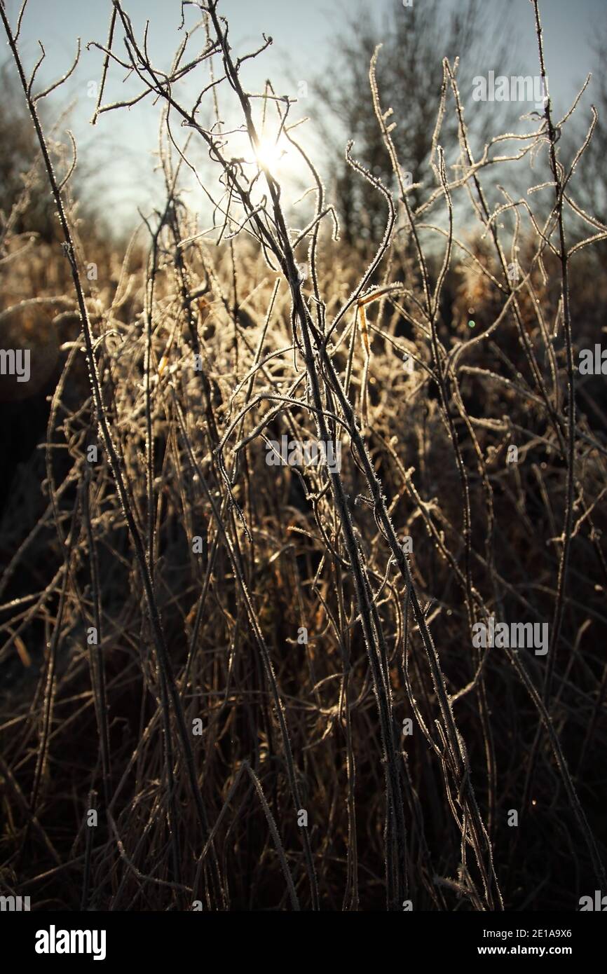 Hoarfrost sulla vegetazione su terreni agricoli a nord di Kirton-in-Lindsey, Lincolnshire, Regno Unito. Foto Stock