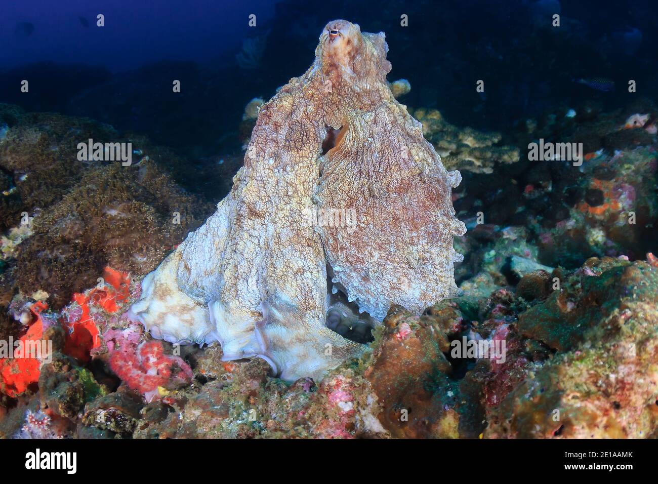 Octopus grande su una barriera corallina di notte. Foto Stock
