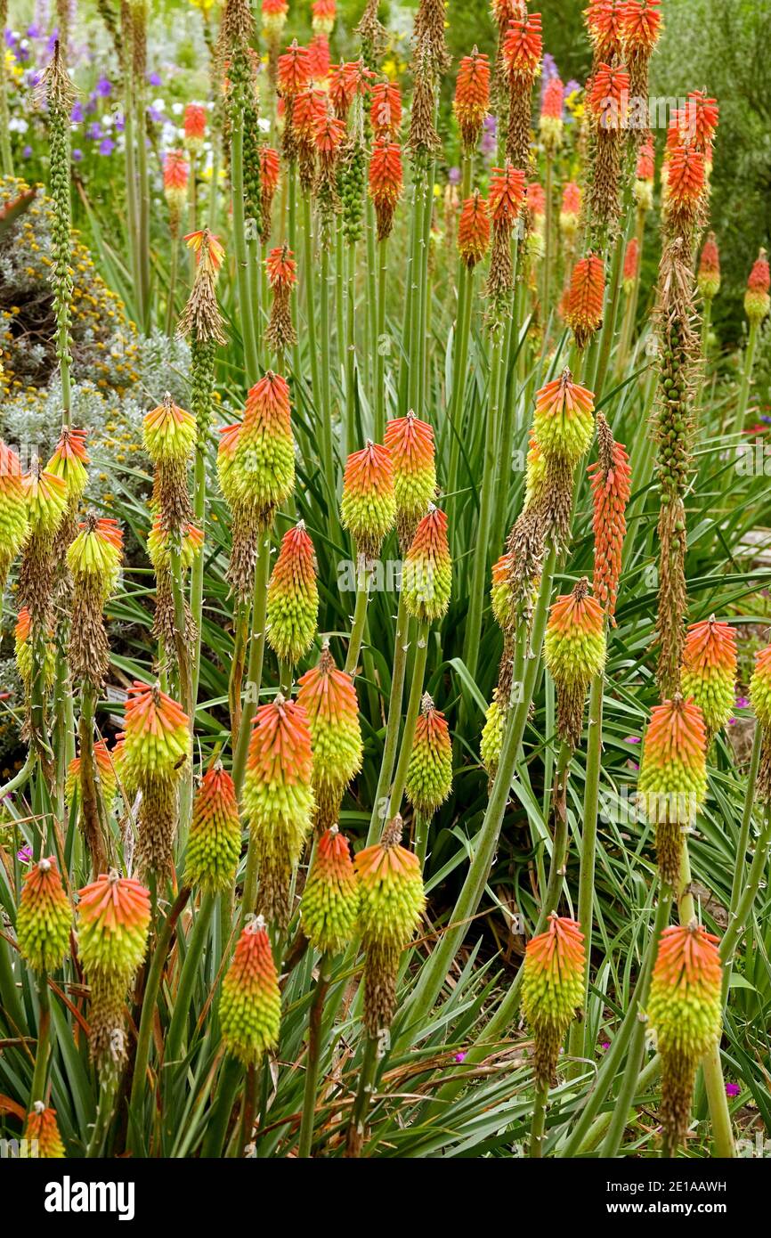 Kniphofia Red Hot Poker Foto Stock