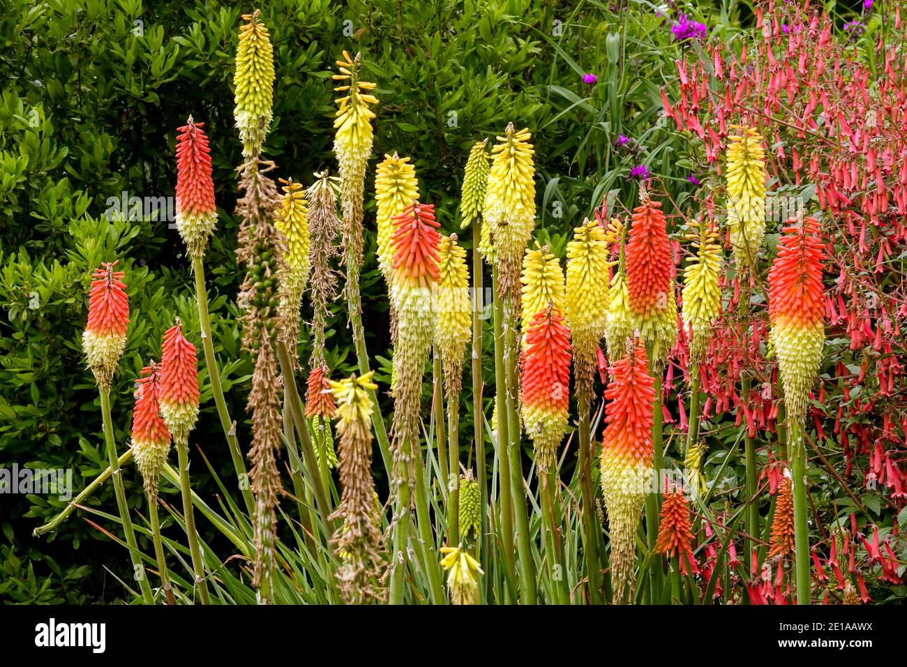 Kniphofia red hot poker Foto Stock