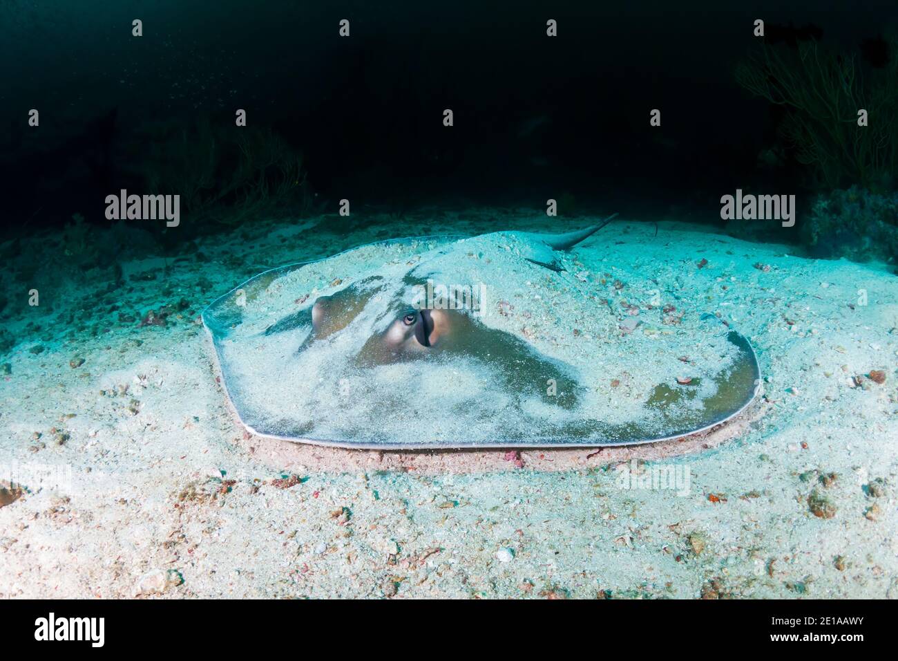 Whirpay rosa sul fondale sabbioso su un tropicale scuro barriera corallina Foto Stock