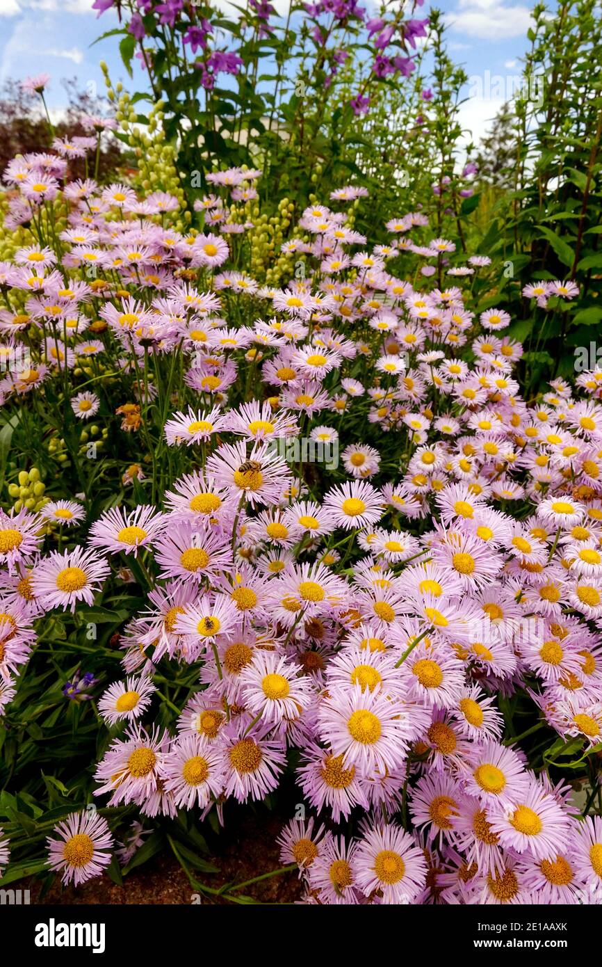 Erigeron gioiello rosa Foto Stock