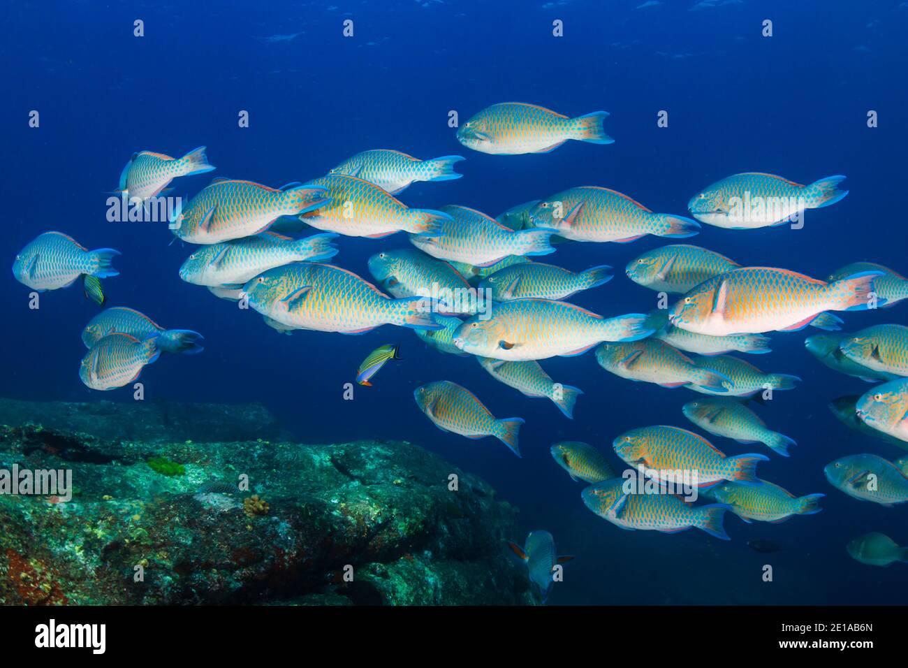 Scuola di Parrotfish colorato su una barriera corallina tropicale in Thailandia Mare delle Andamane Foto Stock