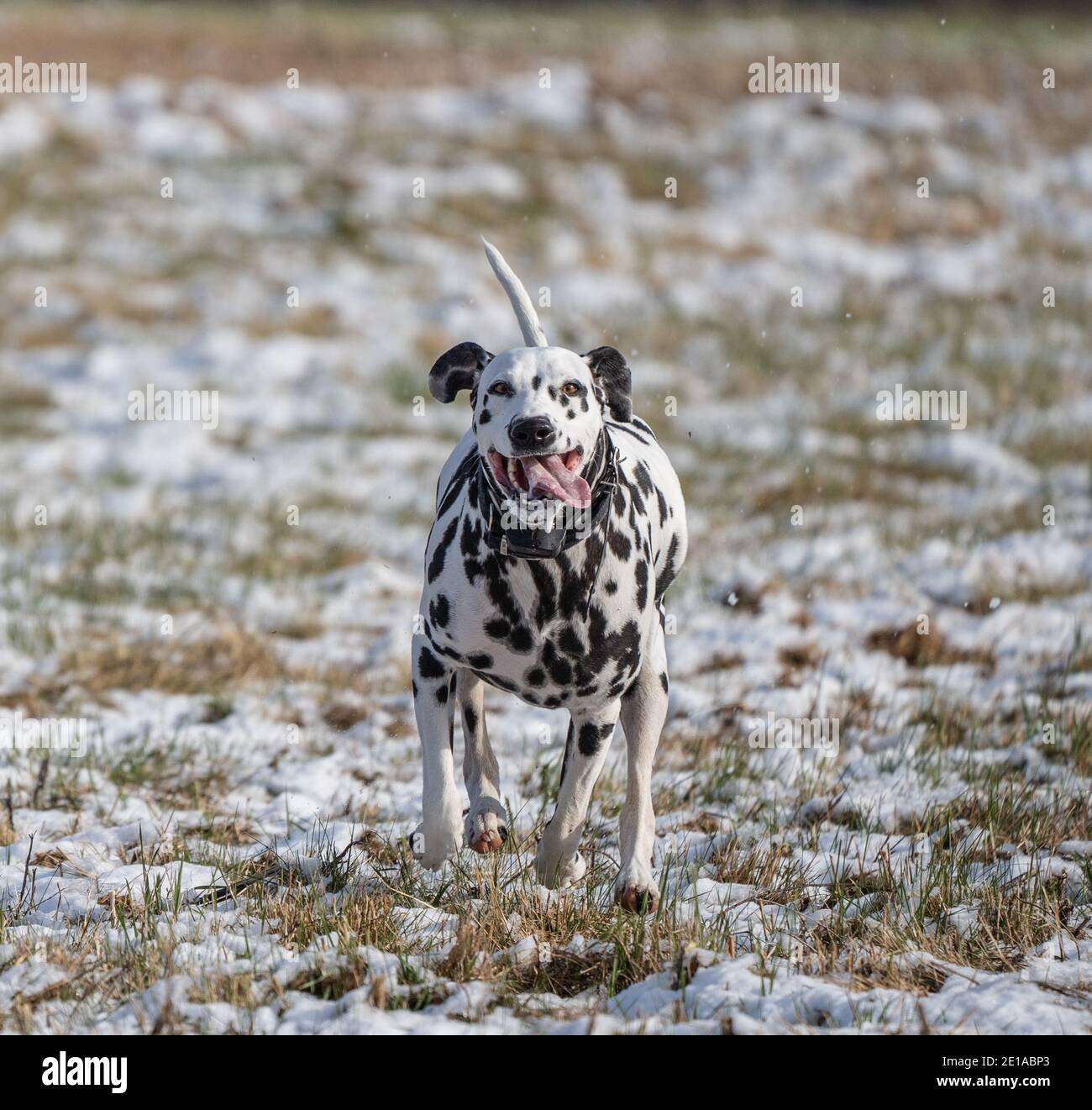 Un cane dalmata felice con la lingua che pende fuori corre in campo nevoso. Foto Stock
