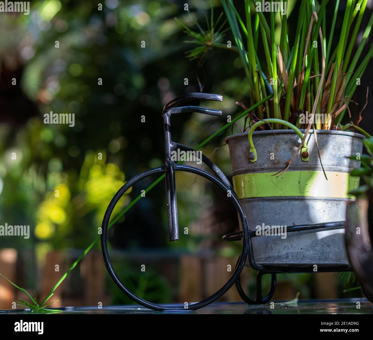 Un secchio di metallo con una pianta verde usato come un decorazione esterna Foto Stock