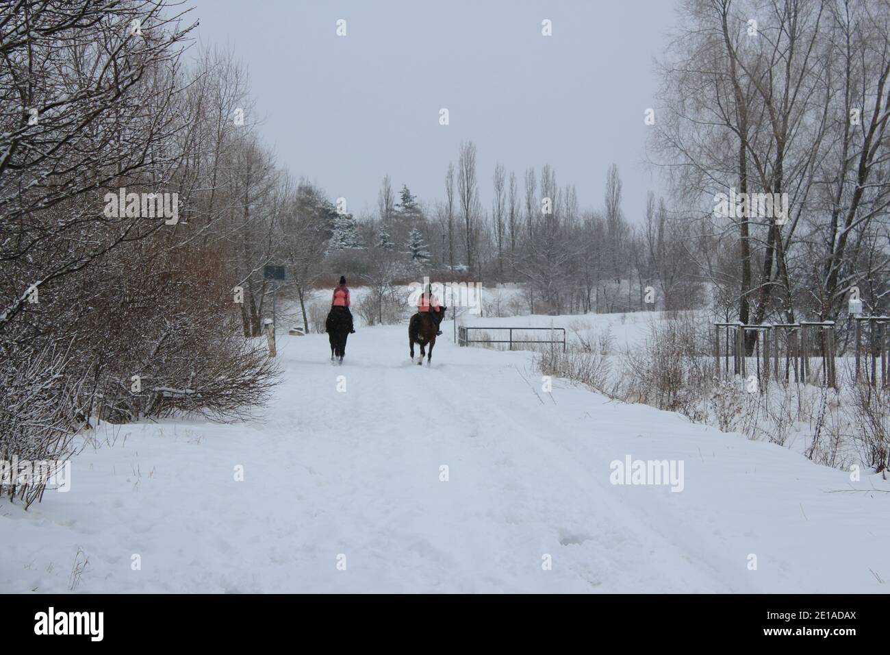 cavalcare su due cavalli neri nella neve in inverno paese delle meraviglie Foto Stock