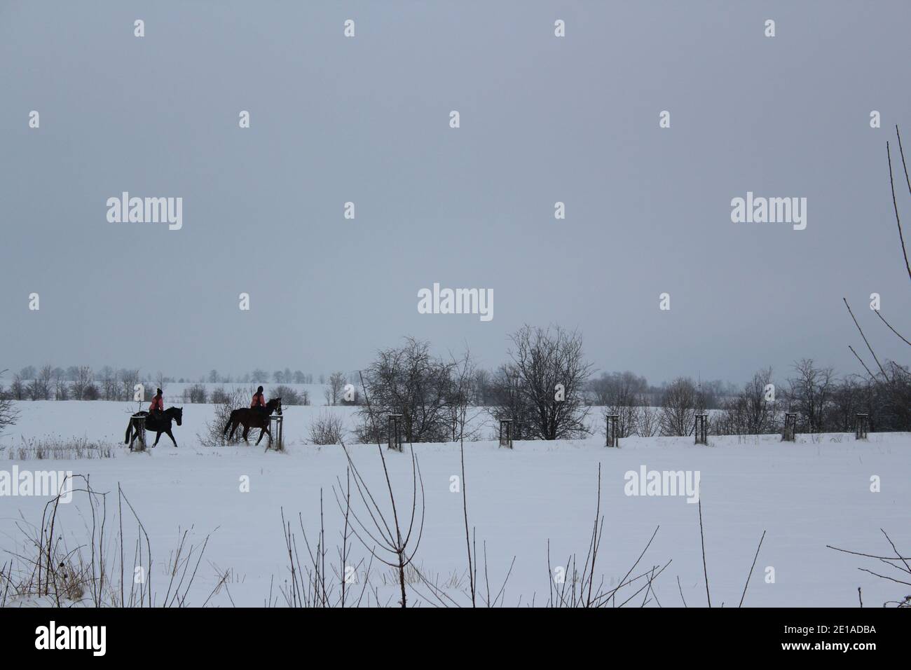 cavalcare su due cavalli neri nella neve in inverno paese delle meraviglie Foto Stock