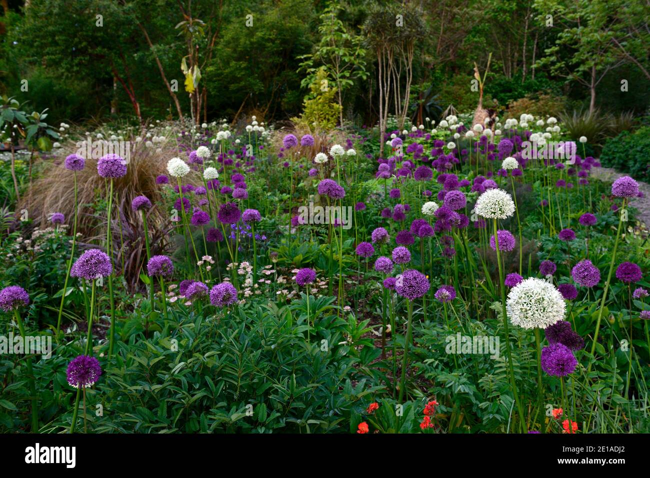 Allium Purple Sensation, Allium Mount Everest, fiori viola bianco, fioritura, mix, misto, combinazione, letto, bordo, schema di piantagione, RM floreale Foto Stock