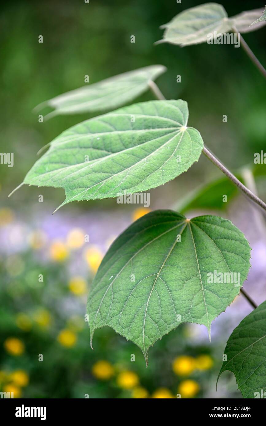 Merrilliopanax alpinus BSWJ13939, foglie verdi, fogliame, albero, alberi, shrib esotici, albero esotico, RM Floral Foto Stock