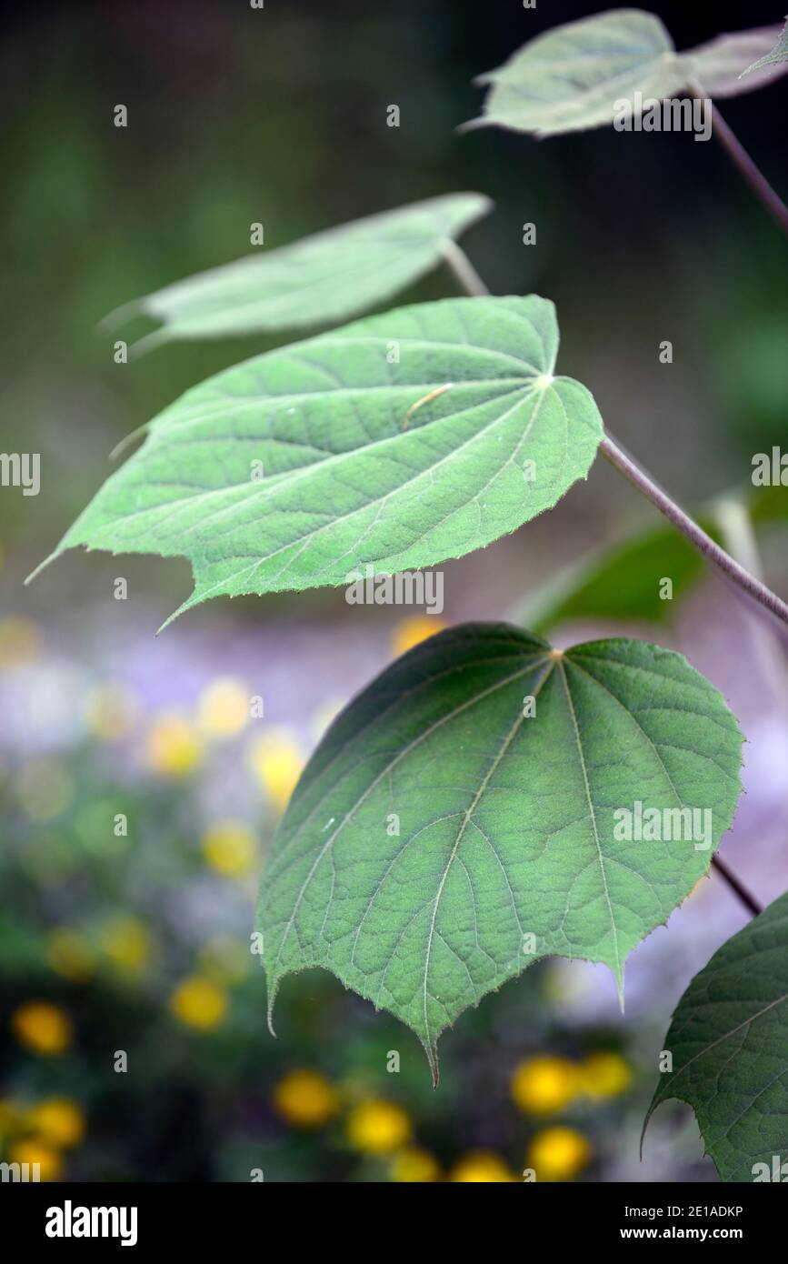 Merrilliopanax alpinus BSWJ13939, foglie verdi, fogliame, albero, alberi, shrib esotici, albero esotico, RM Floral Foto Stock