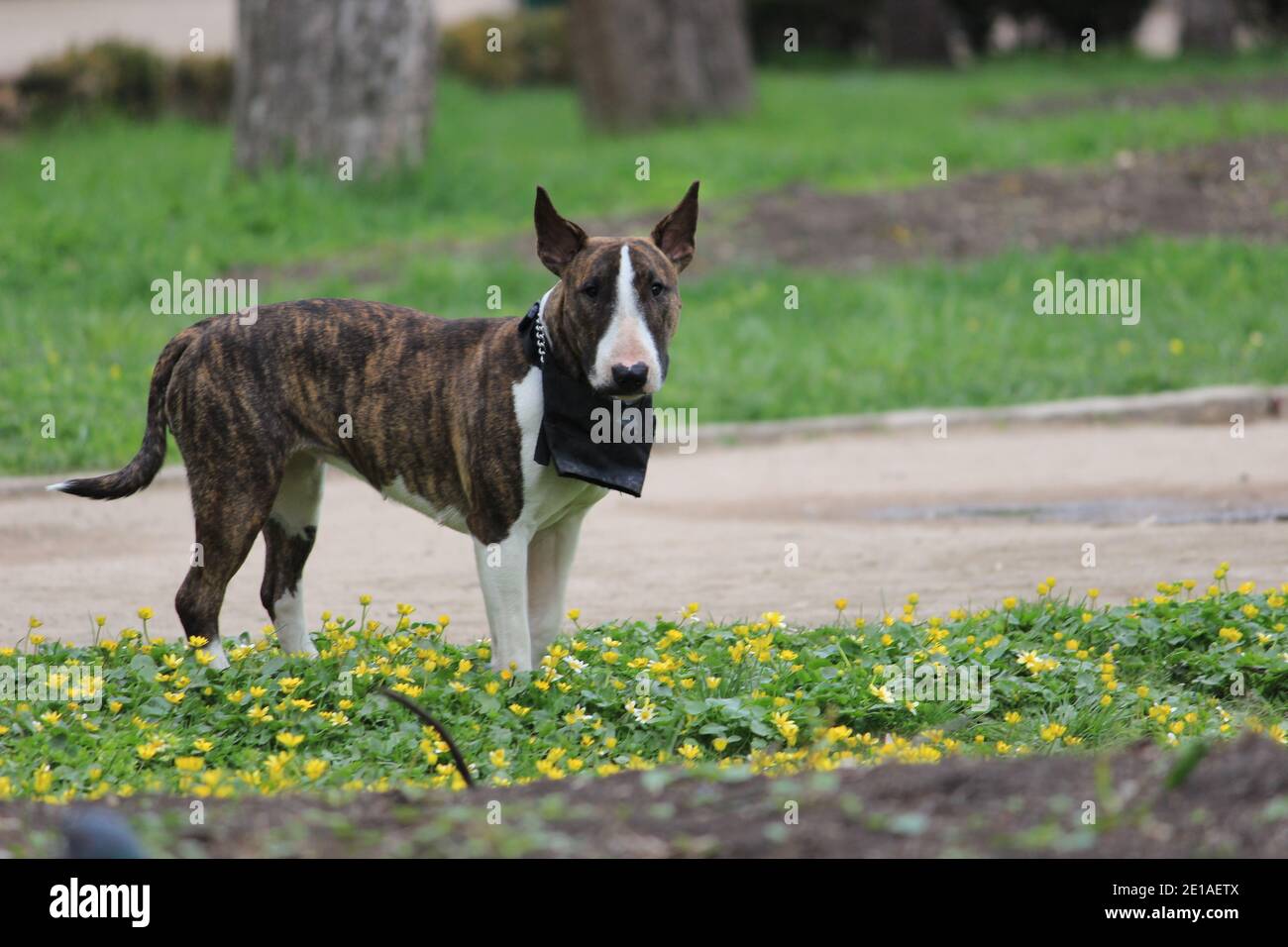 Cane purebred con un cappotto di tigre colore nel parco. Pit bull in natura  Foto stock - Alamy