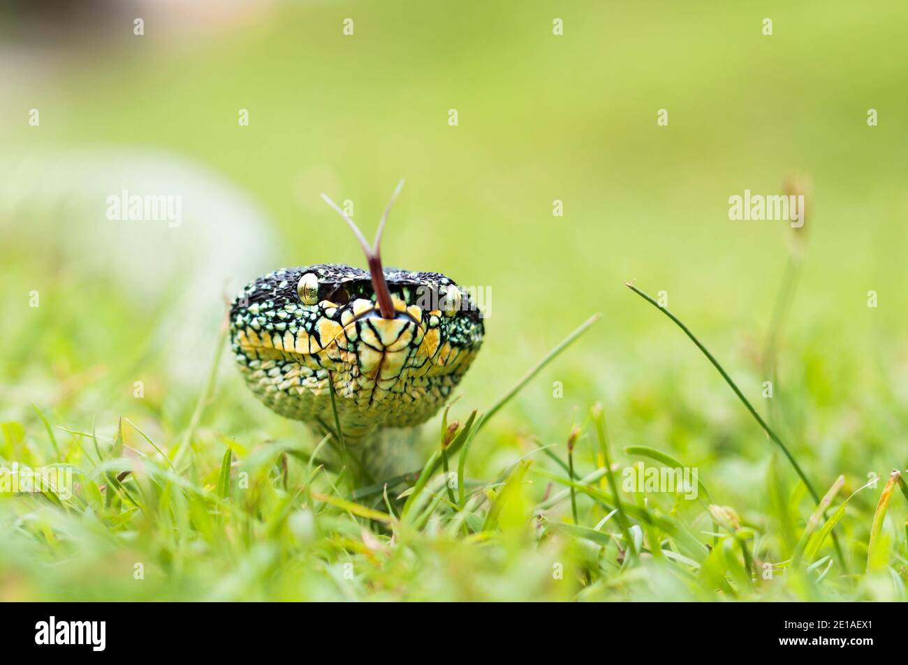 Vipani wagler o Tropidolaemus wagleri su erba Foto Stock