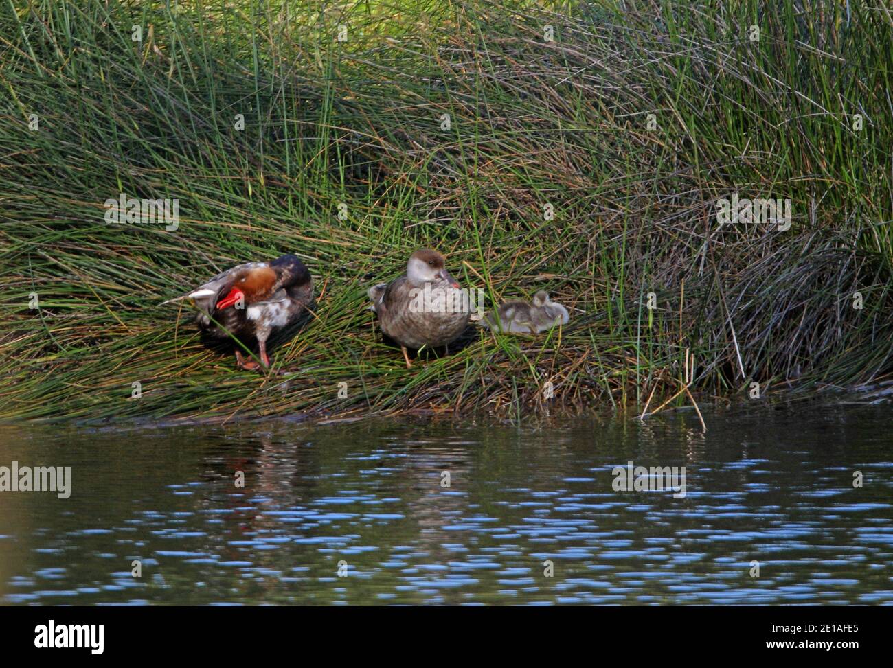 Coppia e anatroccoli di bietole (Netta rufina) su lakeshore, maschio preening Marocco Aprile Foto Stock