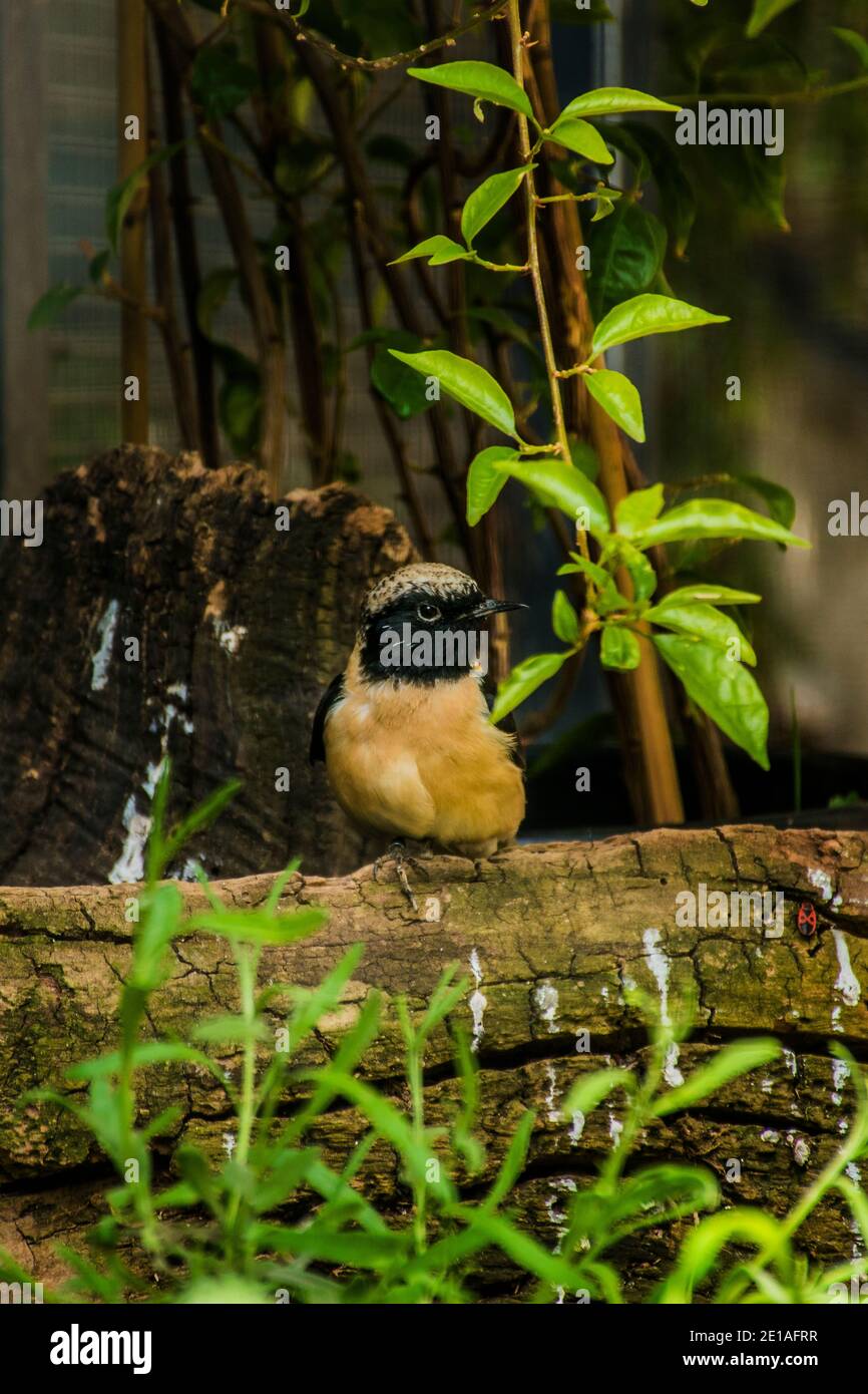 Bellissimo uccello Dauriano Redstart che perching sul ramo (phoenicurus auroreus).Dauriano Redstart (Fenicurus auroreus) bellissimo uccello passerino Foto Stock