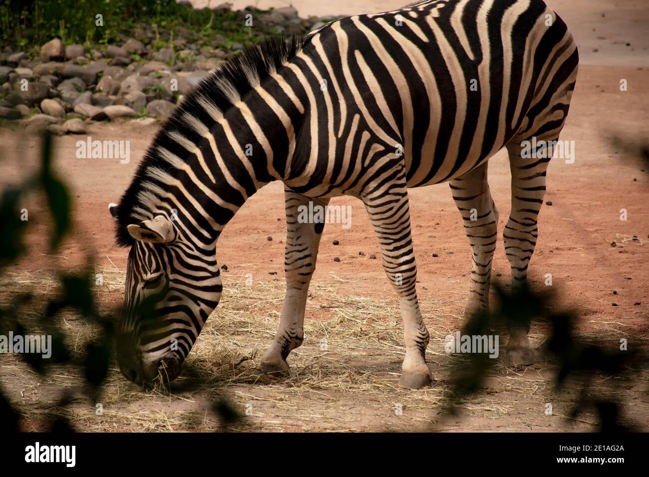Giovane zebra africana che si nuda nel pomeriggio Foto Stock