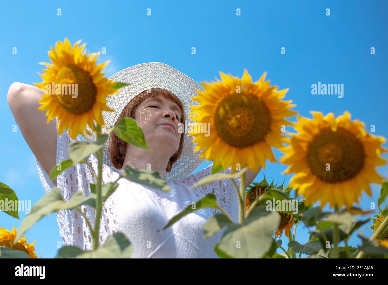 donna europea adulta in un cappello bianco su un campo con girasoli, estate soleggiato giorno in campagna, pensione Foto Stock