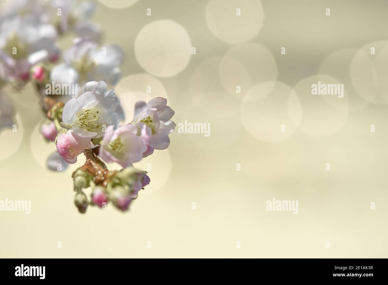 Prunus subhirtella, la ciliegia fiorente invernale. Primo piano su gemme e fiori. Flora sfondo. Messa a fuoco morbida, sfondo astratto. Aspetto monocromatico Foto Stock