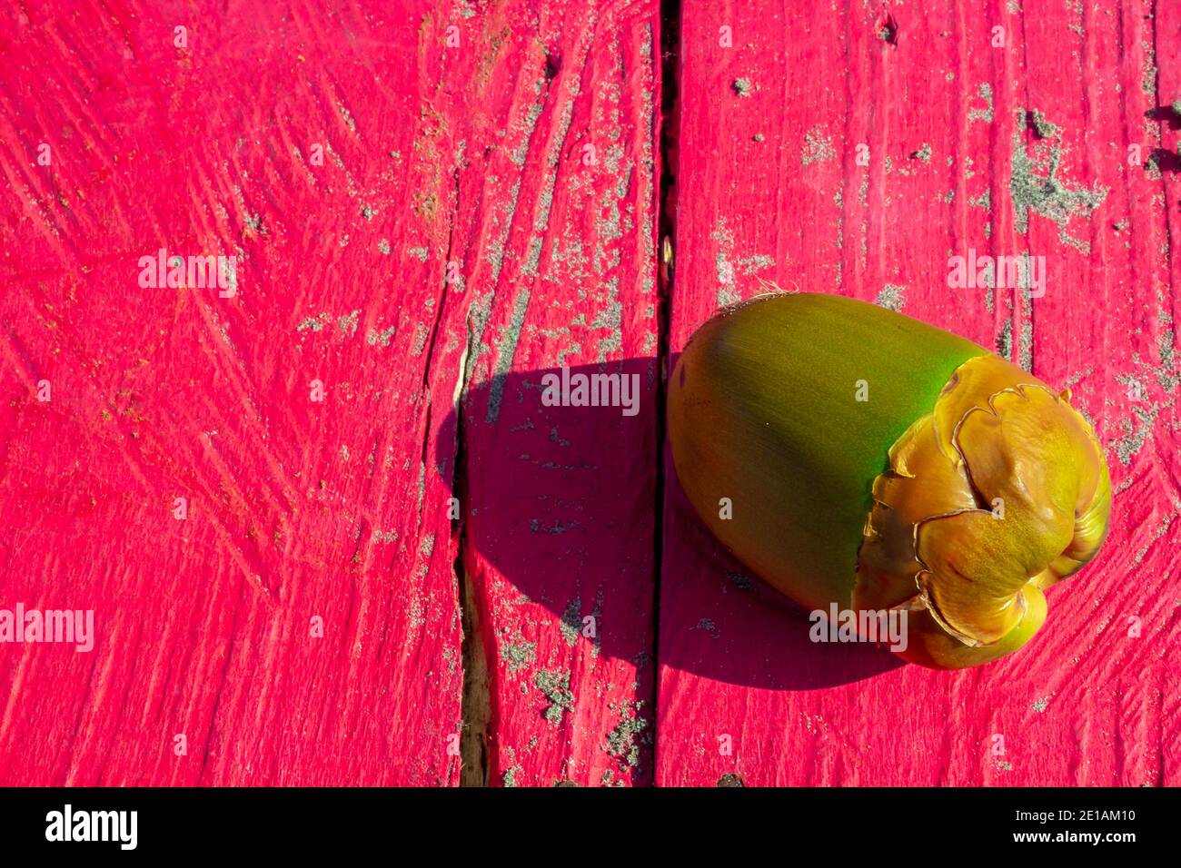 Graphic Design realizzato dalla natura stessa, una composizione di cocco piacevole ober un tavolo di legno rosa saturo Foto Stock