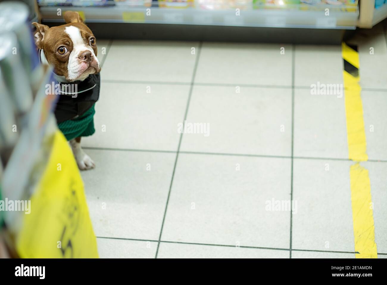 Il cane purebred in negozio sbircia fuori da dietro le mensole come ladro piccolo. Foto stile di vita in negozio Foto Stock