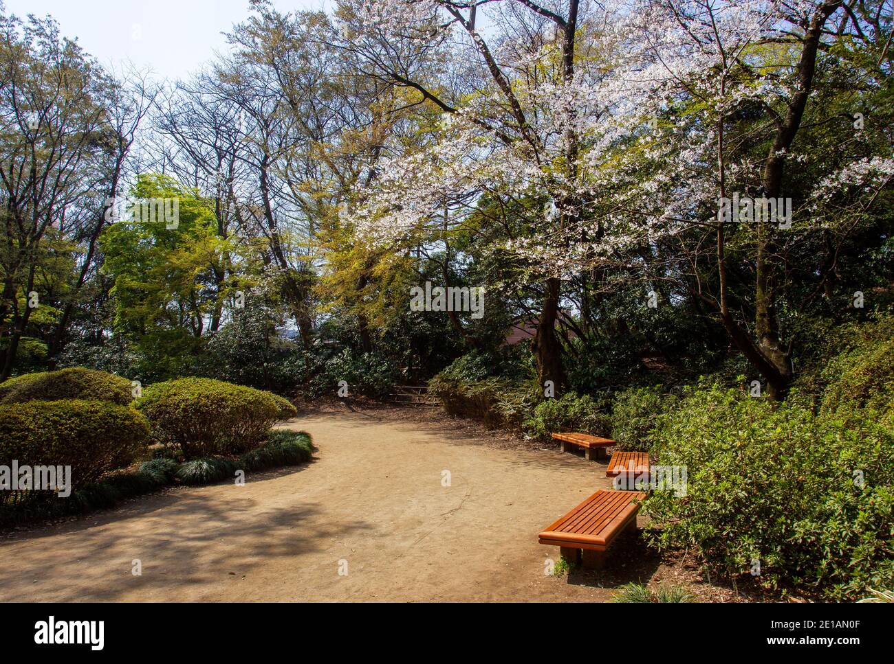 Primo grande ciliegio fiorente nel parco di Rikugien a tokyo! Foto Stock