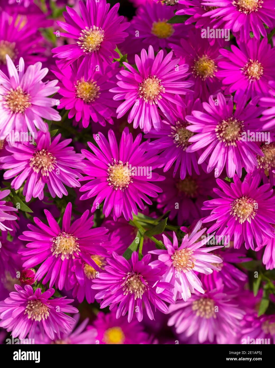 cerotti rosa o viola caldi in piena fioritura. STATI UNITI. Foto Stock