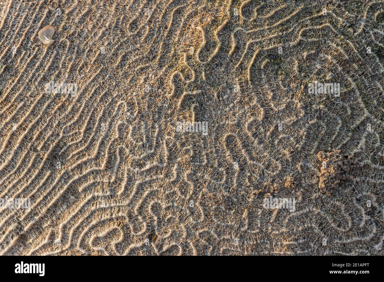 Una superficie corallina molto dettagliata che espone le sue linee e i suoi modelli sotto la luce del sole Foto Stock