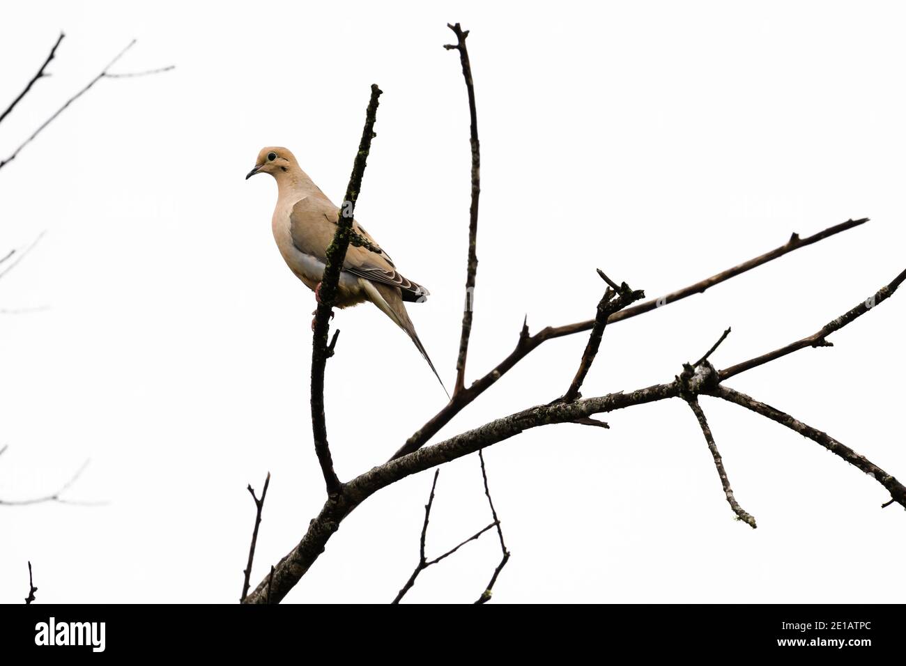Natura degli uccelli Foto Stock