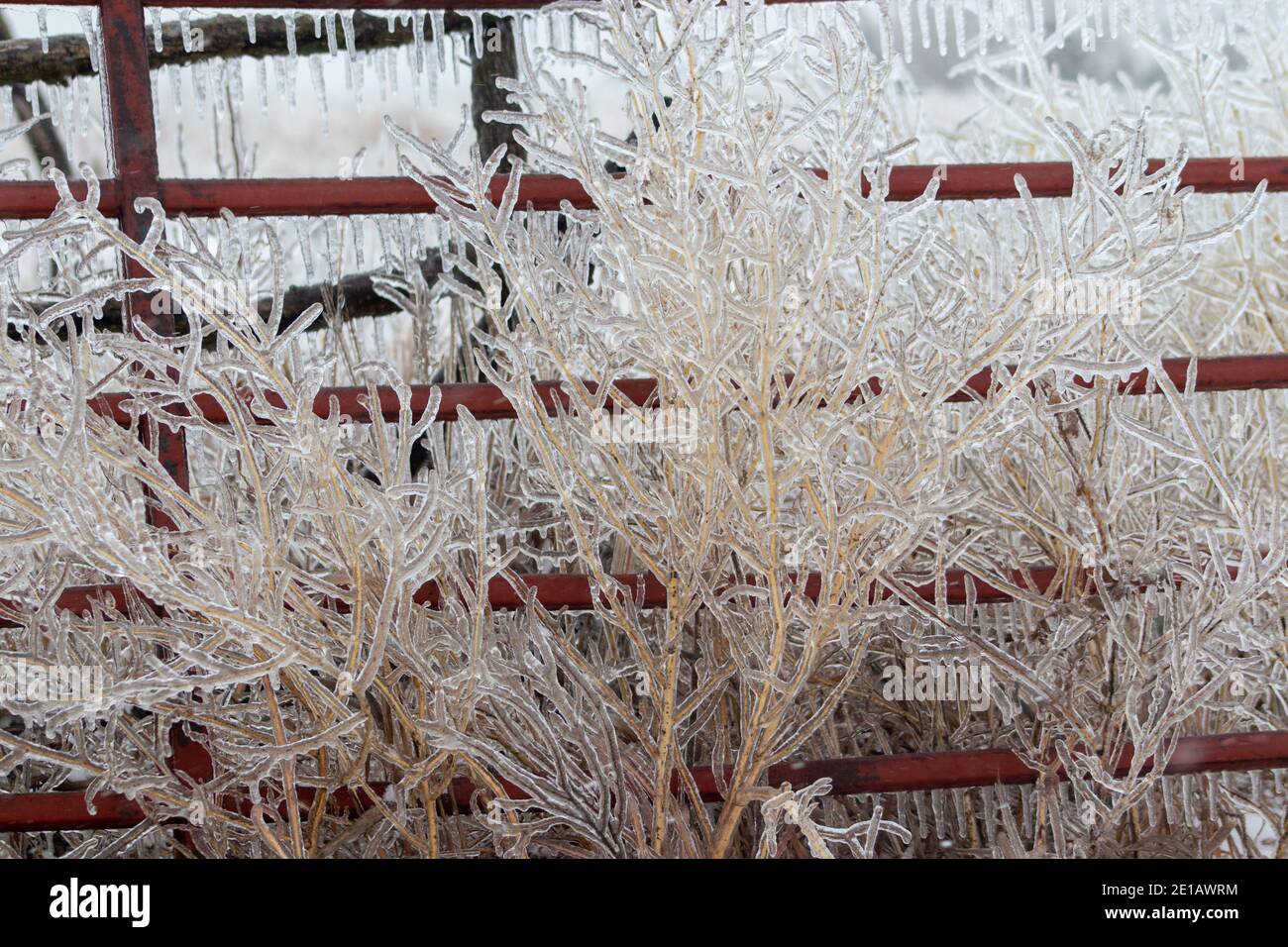 Erba alta coperta di ghiaccio davanti alla recinzione . Foto di alta qualità Foto Stock