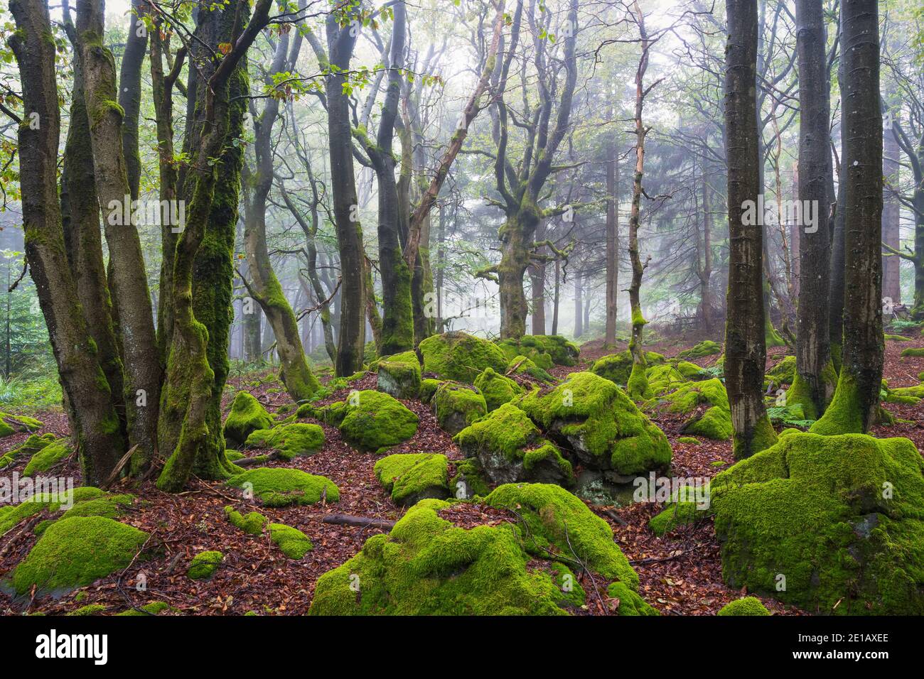 Alti alberi di conifere nella foresta il giorno nebby in Rhoen Foto Stock