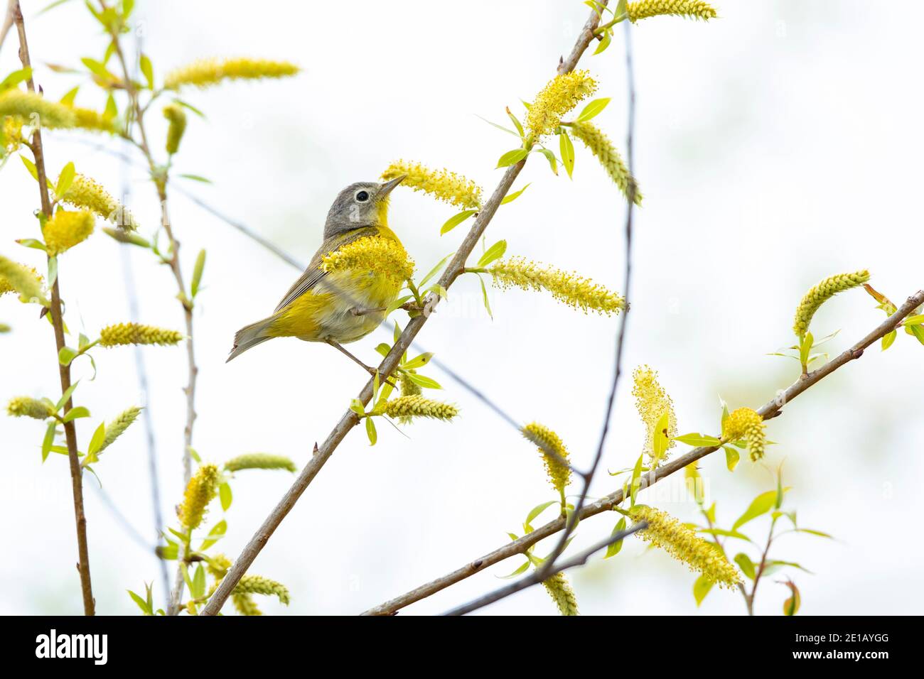 Nashville Warbler (Vermivora ruficapilla), maschio, piumaggio di allevamento Foto Stock