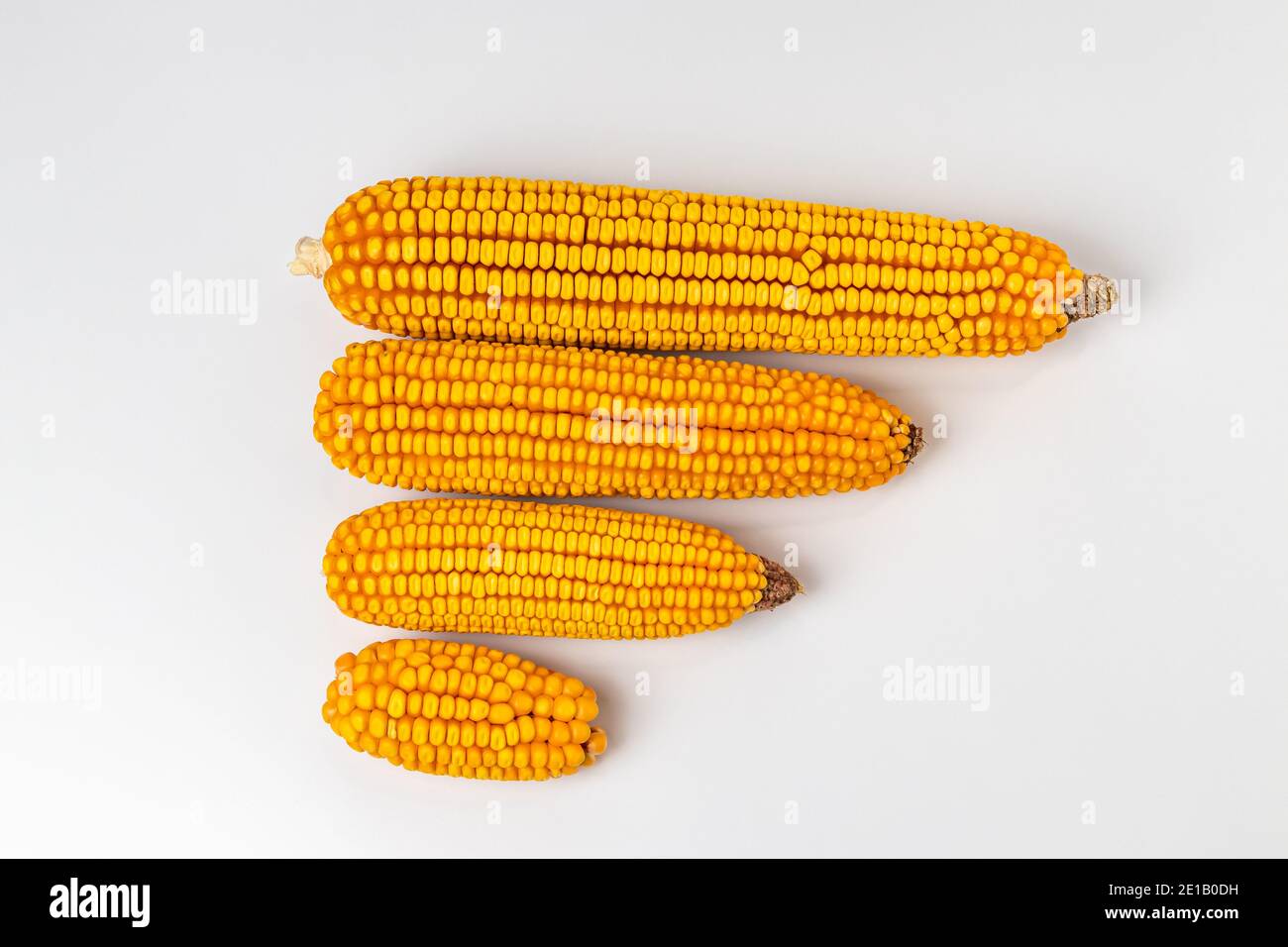 Confronto di spighe di mais. Orecchie di mais sane, a punta corta e con pannocchie. Concetto di danno al mais, malattia e agronomia Foto Stock