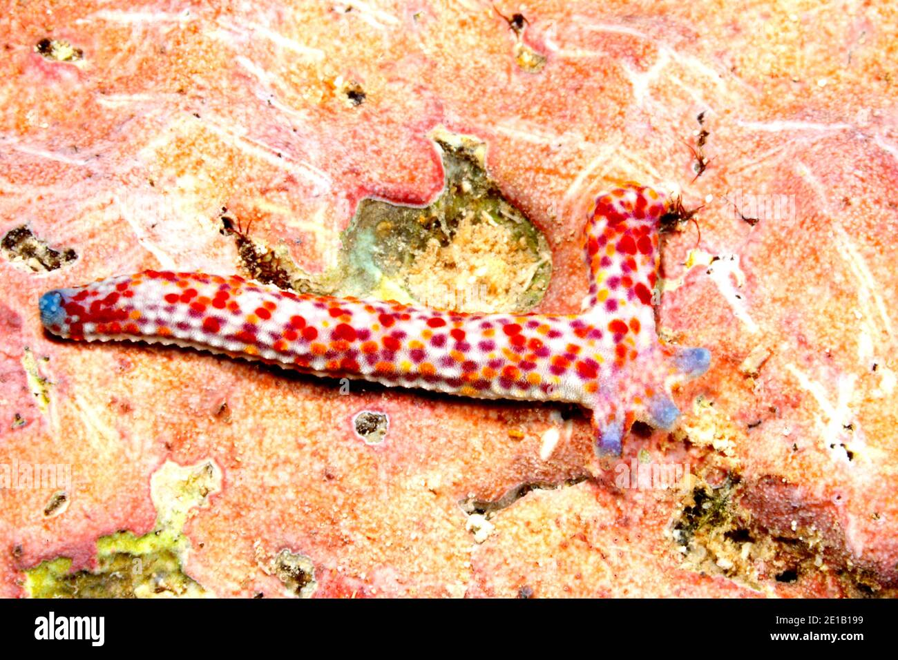 La cometa stella di mare, Linckia multifora, mostrando un braccio di quattro crescente di rigenerazione dal tronco di un 'genitore' braccio. Si prega di vedere sotto per ulteriori informazioni. Foto Stock